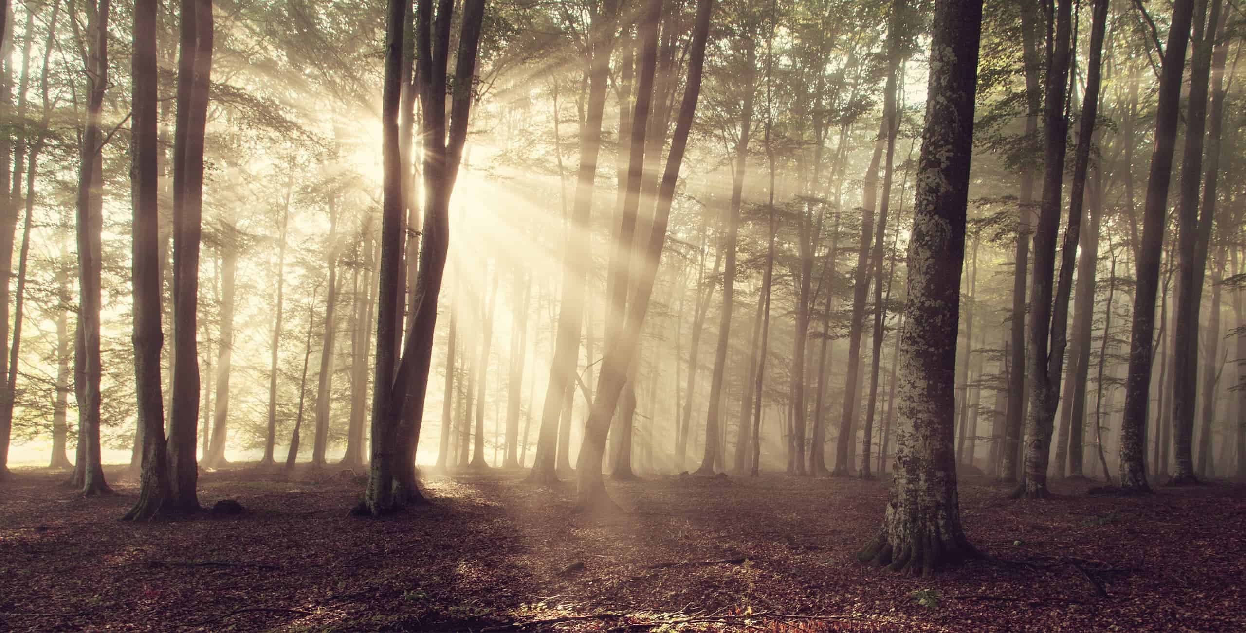 Morgendliche Sonnenstrahlen durch einen Wald mit Bäumen.