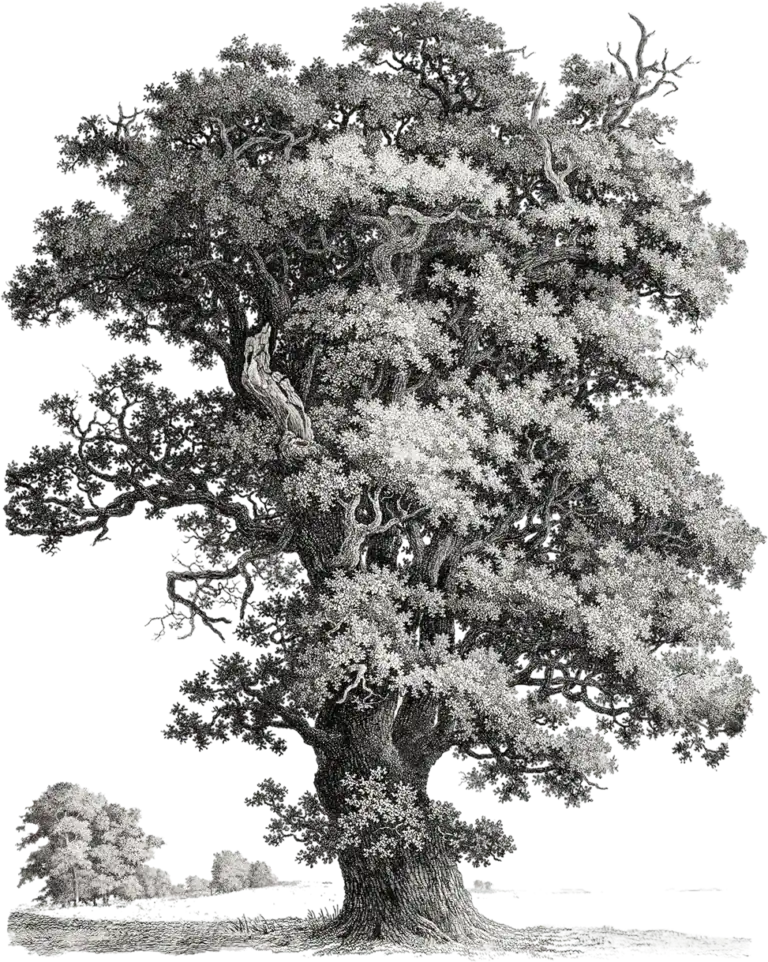 Alter Baum im Schwarz-Weiß-Stil, mit detaillierter Baumkrone und kräftigem Stamm.