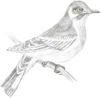 Vogelzeichnung in Schwarz-Weiß, detailreiche Skizze eines Singvogels auf einem Ast.