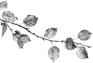 Blattmuster in Schwarz-Weiß, detailreiche Pflanzenillustration.